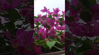 #variegata branca e rosa lindaaa #primavera #plantas #floracoes #bougainville