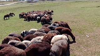 Dengbêj - Kürtçe Dertli Dengbeji Stran...!!! Uzun Hava Köy Manzaralı✔️