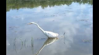 Great Egret Fishing