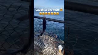 Caught a BIG FISH🤯🤯🤯 #fishing #shorts #fish #viral #viralshorts #trending #trend #viralvideo