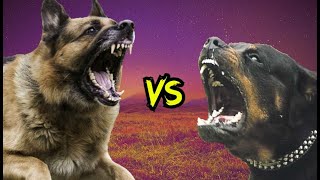 Pastor Aleman vs Rottweiler ¿cual es el mas PODEROSO?