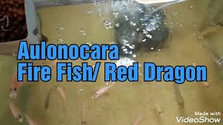 Aulonocara, Fire fish , blood Dragon aquaponics style aquarium