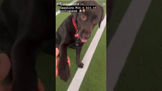 Cedric Soares on his Instagram story, teaching Win, Arsenal’s chocolate Labrador, Portuguese🐶 #afc