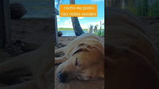 eu na Rede Social #shorts #short #engraçado #belly #labrador #retriever #dog #doglife #doglover #cao