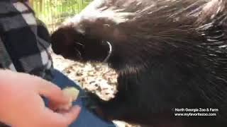 Wildlife Wonders at1pm  African Crested Porcupine