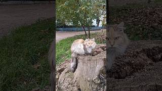 Кот мыслитель #котики #юмор #приколы #животные