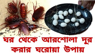 ঘর থেকে সব আরশোলা দূর হয়ে যাবে একটাও বাঁচবে না এই ঘরোয়া রেমেডি দিয়ে