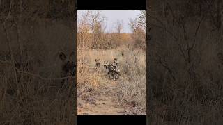 Wild dogs Group #shorts