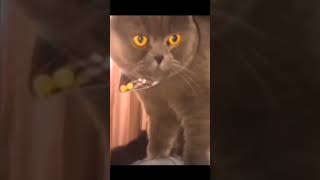 Реакция кота бесценна/cat reaction is priceless #shorts #funny #смешно  #cat #кот