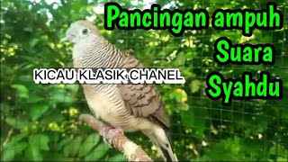 perkutut lokal gacor, suara merdu cocok buat pancingan