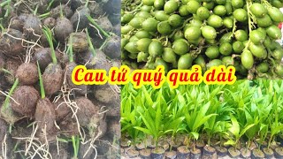 Cau tứ quý quả dài siêu năng suất trồng kinh tế