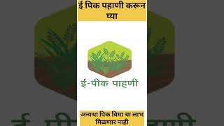 👉🌾Pik Vima 2024Update #marathiinformation #yojana #sarkariyojana2024 #farming #pikvima2024