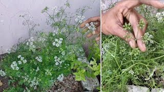 छत पर उगी फल वाली धनिया | growing coriander at terrace garden | धनिया कैसे उगाए |