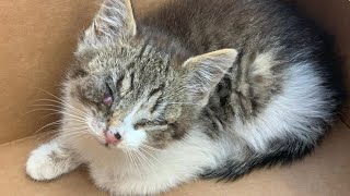 Homeless kitten with protruding eye is happy to be rescued