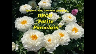 Пион Petite Porcelain