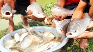 Best Net Fishing | Amazing Cast net Fishing in Pond | Traditional Fish catching with cast net | HD