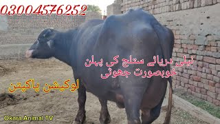 Neli ki pehlan khubsurat jhoti for sale Okara Animal TV 03004576252 7/10/2024