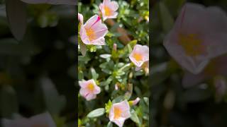 Portulaca flowers yet to bloom || Home Gardening | #flowers #youtubeshorts #shorts