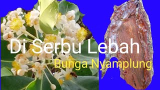 #SUMBER MAKANAN LEBAH TRIGONA DAN APIS CERANA