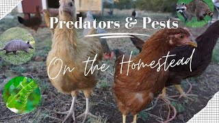 Predators and Pests on the Homestead! #homesteading #GardenTourClub