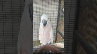 Parrot shorts video#birds#shorts# #youtubeshorts#parrots