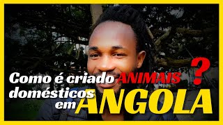 Como é criado ANIMAIS domésticos em ANGOLA? Você não sabe, mais é muito diferente do BRASIL