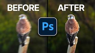 The EASY Way to Remove Motion Blur in Bird Photography (Photoshop Tutorial)