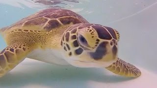 Green Sea Turtle  (#16-3404)