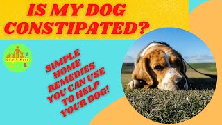 Could My Dog Be Constipated? Here's How You Can Know for Sure