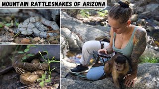 Rare Arizona Mountain Rattlesnakes