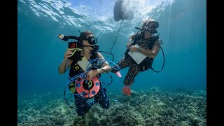 Sunset Hawaii UnderWater LiveStream