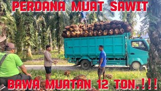 Perdana muat sawit di kebun PT bawa muatan 12 ton. /heavy load palm oil truck carrying 12 tons!!!