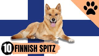 Finnish Spitz - Top 10 Facts