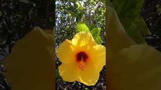 10-27-23 Bee in a hibiscus