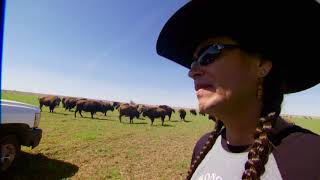 Cheyenne & Arapaho Buffalo - Growing Natvie