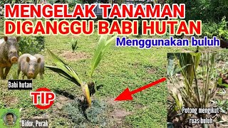 TIP MENGELAK TANAMAN DIGANGGU BABI HUTAN