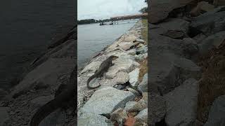 Kusu Island - 11 August 24 - Spotted a big tummy monitor lizard at the jetty & it cannot walk well.