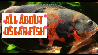 HOW TO CARE OSCAR FISH |OSCAR FISH INFORMATION