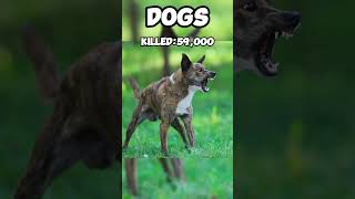 Animals That Killed The Most Humans...😱#shorts