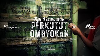 Tips Perawatan Perkutut dari Ombyokan | Agar Langsung Gacor Anti Stres