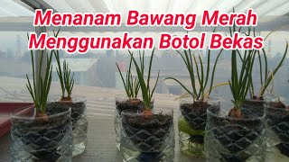 PERAWATAN DAN REVIEW BAWANG MERAH DALAM BOTOL BEKAS || #3