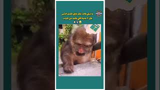 وانت بتحسب هتكمل الشهر ازاي بالعشرين جنيه الباقيه معاك 😂