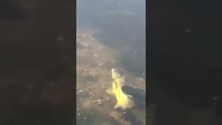 Щука монстр....Такое не часто увидишь.#fishing #shortvideo #shorts