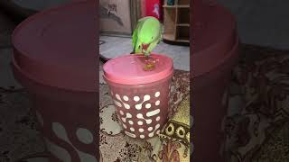 Parrot #parrot #parrottalking #parrotvideo #viral #trending #shortsvideo #shortsfeed #shorts