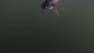 Catfish on the Bayou