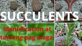 IDENTIFICATION PLUS  BASiC CARE TIPS OF SUCCULENTS