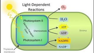 Light dependent reactions of Photosynthesis/ Electron Transport Chain and Photophosphorylation