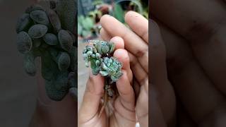 Repotting Graptopetalum pachyphylum in Succulent Soil Mix - Ornamental Plant Care