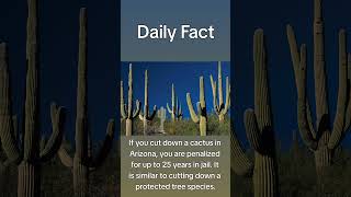 Illegal cacti? #arizona #plants  #facts