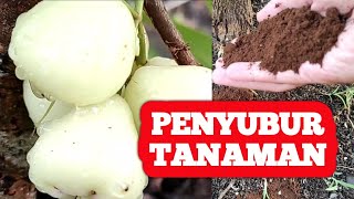 Baru tahu kopi bubuk bisa menyuburkan tanaman